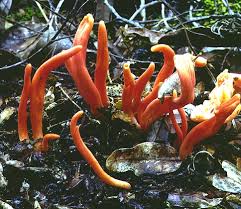 Image result for Solenangis clavata