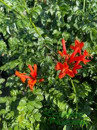 Image result for Tecoma capensis