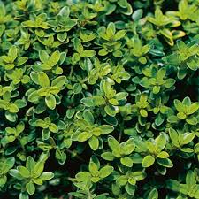 It grows just 6 to 8 inches tall with a creeping, spreading growth habit. Creeping Lemon Thyme Thymus Serpyllum My Garden Life