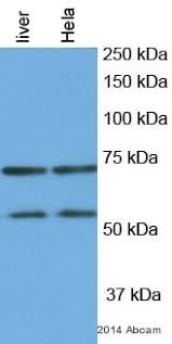 Sie können das komma wie früher setzen. Anti Nrf1 Antibody Ab34682 Abcam