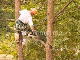 Tree Service San Antonio 210 361 1336 Small Garden Design Front Yard Design Backyard Landscaping Designs
