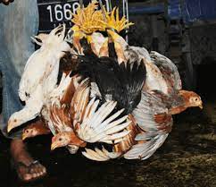 Ada dua jenis telur ayam yang dijual di pasar, yakni ayam negeri dan kampung. Ini Dia 10 Alasan Beternak Ayam Kampung Pak Tani Digital