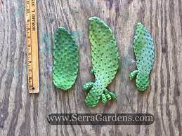 I haven't tried other methods yet. Consolea Rubescens Aka Road Kill Cactus Cuttings Cacti Com