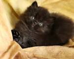 Persian Kittens for Sale - Felines4us