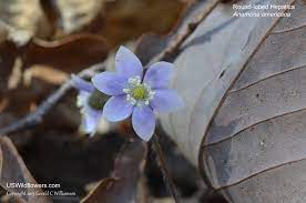 Buy spring flowering bulbs and get the best deals at the lowest prices on ebay! Us Wildflower S Database Of Blue Wildflowers For Illinois