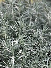 Image result for Helichrysum kirkii