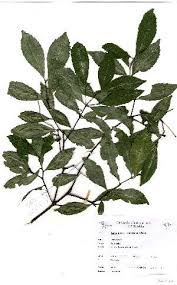 Image result for Cassipourea