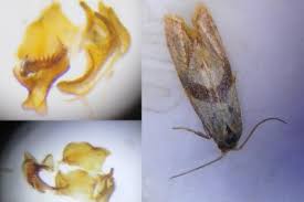 Image result for Cochylidia implicitana