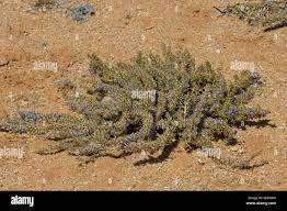 Image result for Aptosimum elongatum