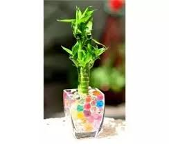 When the roots start to grow, if propagating in water, add marbles. Can I Keep Lucky Bamboo Plant In Gel Beads Quora