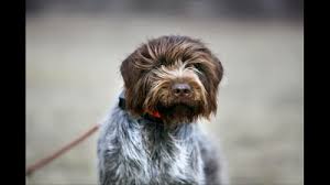 Wirehaired pointing griffon puppies for sale 2020 montana. Testimonials Archive Snake River Griffonssnake River Griffons
