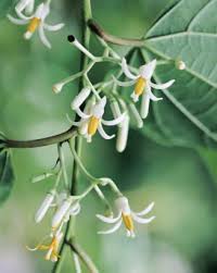 Image result for Alangium chinense