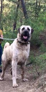 Kangal Akbas Kopek