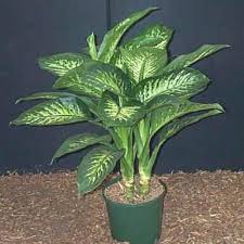 Differnbachia Or Dumb Cane Toxic Plants For Cats Plants Flea Shampoo For Cats