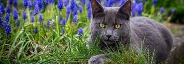 Cat Symbolism Dreams Meaning And Messages Spirit Animal Totems