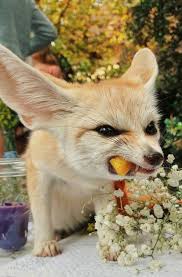 Pin By Pavel P On Lisa Pet Fox Cute Animals Animals Beautiful