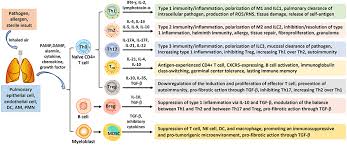 Frontiers Polarization Of Immune Cells In The Pathologic Response To Inhaled Particulates Immunology