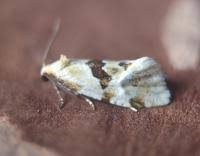 Image result for Bertiera angusiana