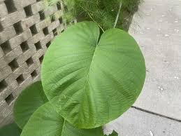 Image result for Argyreia nervosa