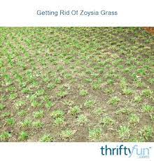 What type of fertilizer for empire zoysia? Getting Rid Of Zoysia Grass Thriftyfun