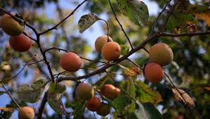 Photo Tout savoir sur le plaqueminier l'arbre aux kakis  France Bleu