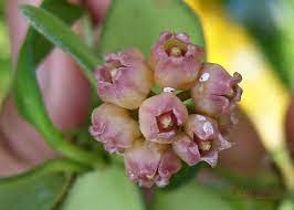 Hoya Heuschkeliana Pink Guava Tree Hoya Plants Tropical Plants