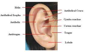 sich ein helix piercing stechen lassen risiken heilung und pflege ohrpiercing ohr conchpiercing rookpiercing knorpelp plastic surgery helix piercing ear