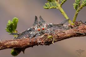 Image result for Oxyrhachis