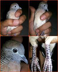 Membedakan burung perkutut jantan dan betina. Terbaru 11 Gambar Burung Perkutut Jantan Richa Gambar