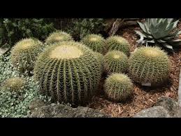 Waiting for the barrel cactus gastric listing in some bs over hyped menu now. Golden Barrel Cactus Daphne Richards Central Texas Gardener Youtube