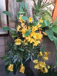 pin by hsia on gardening plants