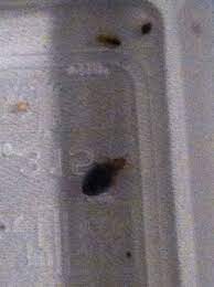 Bed bug information bed bugs (cimexlectularius) are small, wingless insects exhibiting all of the characteristics required to be considered a true bug. Kansas City Bed Bug Pest Control Milberger Pest Control