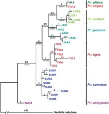 Siberian Tiger Wikipedia