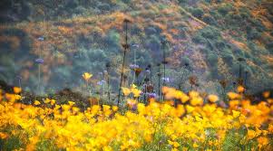 View location, address, reviews and opening hours. Lake Elsinore No 27 Ina Jungmann Art Photographs Yellowkorner