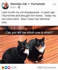 35 Cat Snapchats That Prove Life With Cats Is Hilariously Amazing Cats Snapchat Funny Funny Cats