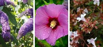 Pourquoi ne pas opter pour un arbuste à fleurs roses ? Top 25 Des Arbustes Pour Une Haie Fleurie