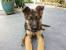 Black 10 Week Old German Shepherd