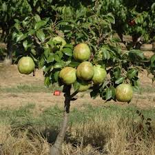 Planter Un Arbre Fruitier Nain Horticulture Fruit Permaculture