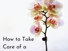 How to take care of orchid flowers. How To Take Care Of Potted Orchids Dengarden