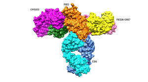 Cells Free Full Text The Sars Cov 2 Spike Glycoprotein As A Drug And Vaccine Target Structural Insights Into Its Complexes With Ace2 And Antibodies Html Yan dhanda png collections download alot of images for yan dhanda download free with high yan dhanda free png stock. mdpi
