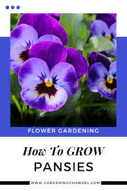 How To Grow Pansies Gardening Channel Pansies Biennial Plants Flower Garden