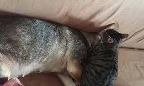 Annesi Sandigi Kopegi Emen Kedi Gorenleri Saskina Ceviriyor Son Dakika Haberler