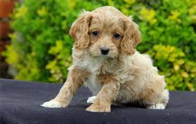 Your support is greatly appreciated. Cockapoo Puppies For Sale Sacramento Ca 116561