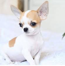 I Chihuahuas Chihuahua French Bulldog Bulldog