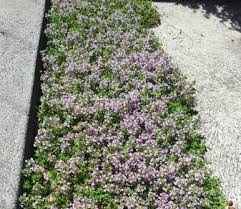 Archer's gold thyme (thymus citriodorus 'archers gold'): Plants Between Pavers Deep Green Permaculture