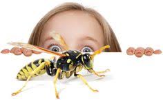 The pest they tackle depends on the type of device with some repelling rats, mice, cockroaches, ants, and spiders and others also repelling squirrels, fleas, bats, etc. 12 Pest Offense Electronic Ideas Repeller Pests Pest Control