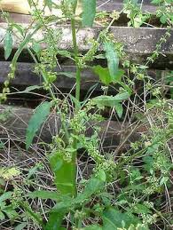 Image result for Rumex lanceolatus