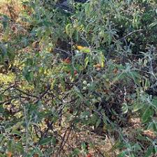 Image result for Solanum tettense