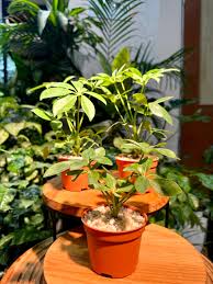 Image result for Schefflera