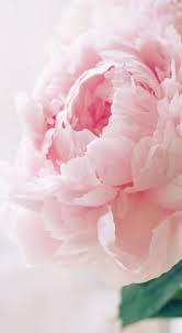 Amazing Soft Colour Flowers Pink Pearlandcreek Flowers Photography Vintage Flowers Wallpaper Beautiful Flowers